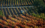 Rioja apresenta seus novos vinhedos com a categoria "Viñedos Singulares"