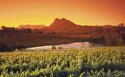 Safra de vinhos sul-africanos sofre queda