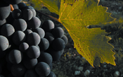 Sangiovese, a uva campeã de nomes