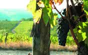 Sangiovese: a uva ícone da Toscana