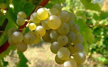Sauvignon Blanc: a fantástica uva branca