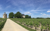 Pandemia cancela lançamento de Château Latour “em seu melhor momento”