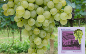 Correios lança selos homenageando a viticultura brasileira