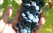 Shiraz e Syrah: os sabores da uva de duas grafias