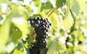 Estudo mostra a variação do plantio de uvas no novo milênio