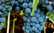 Tempranillo: a uva dos célebres vinhos espanhóis