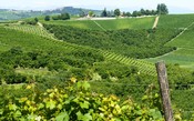 Icardi é sinônimo de vinhos orgânicos e biodinâmicos no Piemonte