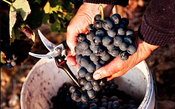 Touriga Nacional é a uva que vai do quente ao frio e do seco ao doce