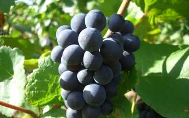 Conheça as sutilezas da Pinot Noir na Borgonha