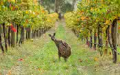 Na Austrália, 90% das regiões vinícolas não lucram como deveriam