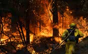 Leilão de Sonoma homenageou os bombeiros que ajudaram a combater os incêndios do ano passado