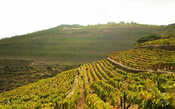 Fundada por inglês, a Taylor's faz apenas vinho do Porto e cria o estilo LBV