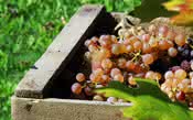 O processo da colheita de uva