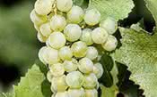 Estudo comprova que variedade banida na Europa deu origem a Chardonnay