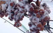 Já ouviu falar de vinho feito com uvas congeladas?