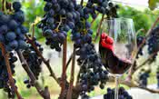 III Simpósio Uva e Vinho apresenta novos benefícios da fruta e da bebida à saúde