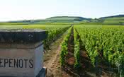 Borgonha cogita ter novos vinhedos Grand e Premier Cru