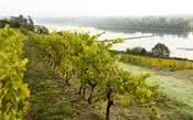 Forte geada danifica vinhedos na França