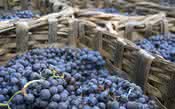 Os sinônimos das uvas