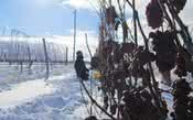 Nevasca na América do Norte anima produtores de “vinhos do gelo”