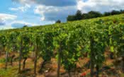 Os vinhos que expressam o terroir da Borgonha e a tipicidade da Pinot Noir