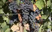 Plantação da uva Merlot pode ser influenciada pelo aquecimento global