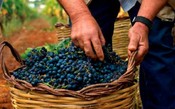 Veja degustação de vinhos de Torrevento