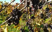 Quintas de Melgaço lança vinho verde de colheita tardia