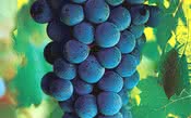 Extrato produzido de semente das uvas pode reduzir sintomas da quimioterapia