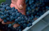 'Vinho natural' ganha regras na França e produtores brasileiros analisam cenário nacional 