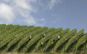Vale dos Vinhedos cria marca coletiva de vinhos para contar a história da região