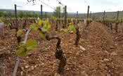 Fortes geadas atingem a Borgonha e alarmam viticultores 