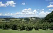 Yarra Valley: uma nova terra para Chardonnay e Pinot Noir