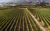 Pesquisa identifica marcadores aromáticos de vinhedos e ajudará na formação de blends italianos