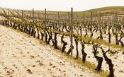 Violentas tempestades de granizo atingem vinhedos na França e Espanha