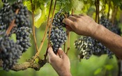 Produção de uva caiu em 2019 e terá nova queda este ano