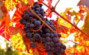 Zinfandel e Primitivo: as uvas distintas só no nome